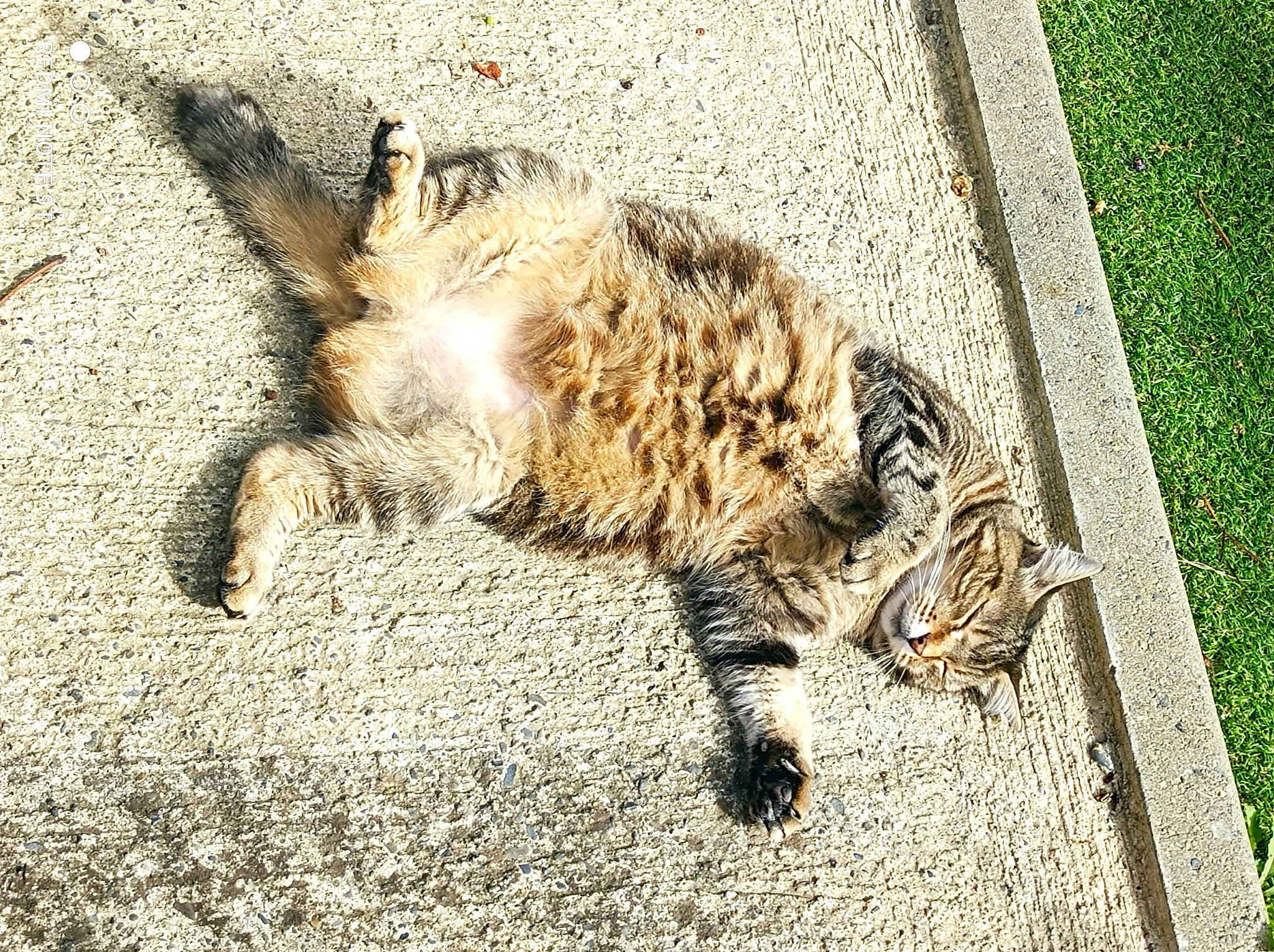 Minette a rejoint le concours — aidez-le/la à gagner de superbes lots ! big_cats, carnivore, cat, claw, domestic_short_haired_cat, felidae, foot, fur, grass, paw, road_surface, small_to_medium_sized_cats, snout, soil, tail, terrestrial_animal, whiskers, wildlife, wood