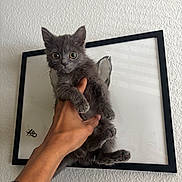 Misty joined the competition — help win amazing prizes! kitten, cat, gray_cat, wide_eyes, whiskers, paws, human_hand, fingers, holding, frame, framed_art, wall, textured_wall, indoor, portrait, curious, staring, domestic_pet, fur, canvas