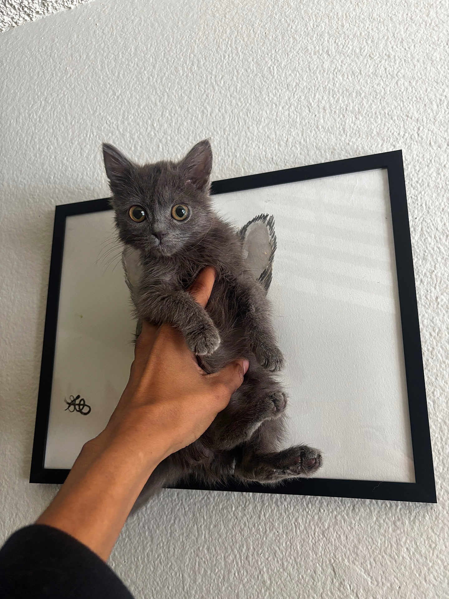 Misty joined the competition — help win amazing prizes! kitten, cat, gray_cat, wide_eyes, whiskers, paws, human_hand, fingers, holding, frame, framed_art, wall, textured_wall, indoor, portrait, curious, staring, domestic_pet, fur, canvas