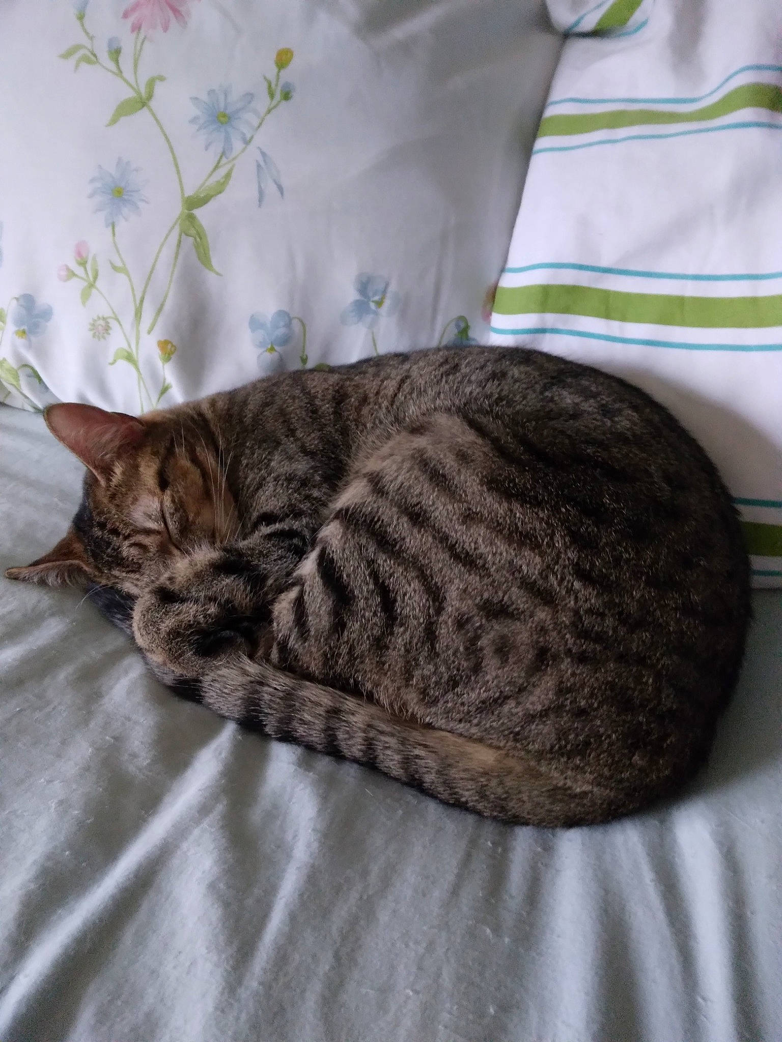 Peep joined the competition — help win amazing prizes! bed, bedding, carnivore, cat, cat_bed, cat_supply, comfort, domestic_short_haired_cat, felidae, fur, grey, linens, nap, small_to_medium_sized_cats, snout, tail, terrestrial_animal, thread, whiskers, woolen