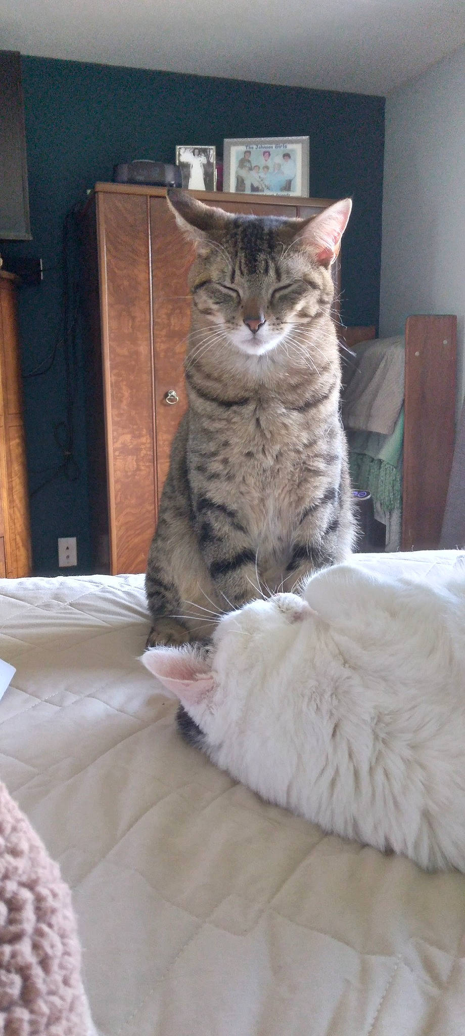 Peep is registered to the contest to win money with this photo: carnivore, cat, claw, comfort, domestic_short_haired_cat, door, fawn, felidae, fur, grey, paw, sitting, small_to_medium_sized_cats, snout, tail, whiskers, window, wood