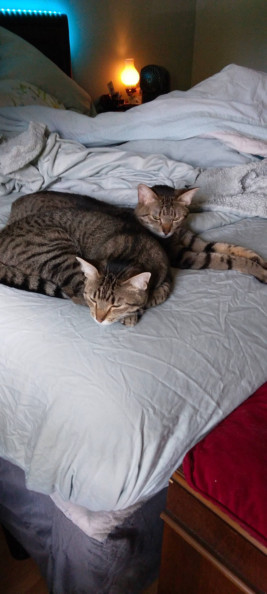 Peep joined the competition — help win amazing prizes! bed, bed_sheet, bedding, brown, carnivore, cat, comfort, domestic_short_haired_cat, fawn, felidae, fur, linens, nap, room, small_to_medium_sized_cats, tail, terrestrial_animal, textile, tree, whiskers