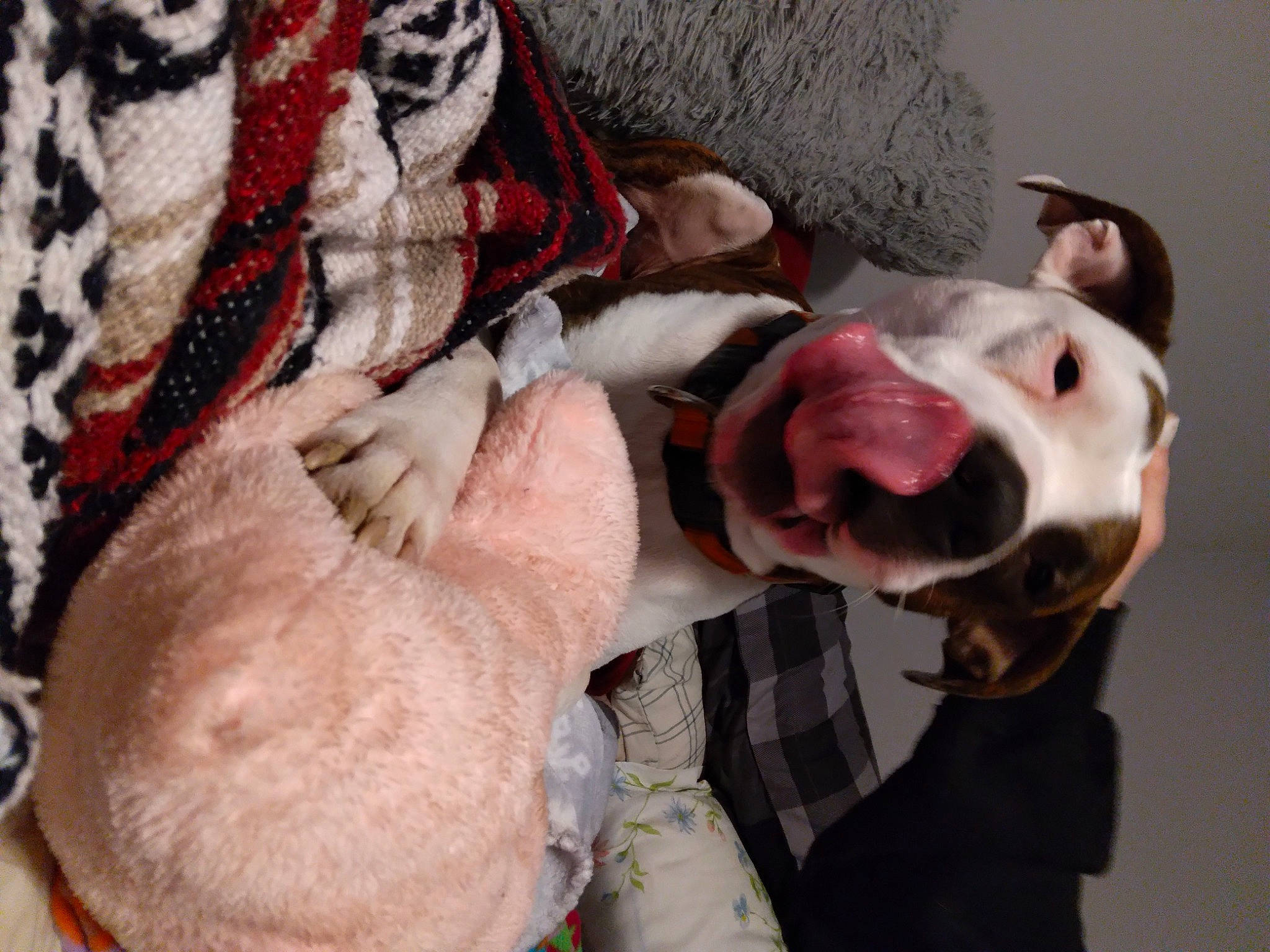 Harvey joined the competition — help win amazing prizes! canidae, carmine, carnivore, collar, companion_dog, dog, dog_breed, dog_collar, fawn, fur, fur_clothing, guard_dog, leash, non_sporting_group, pattern, smile, snout, sporting_group, whiskers, working_animal