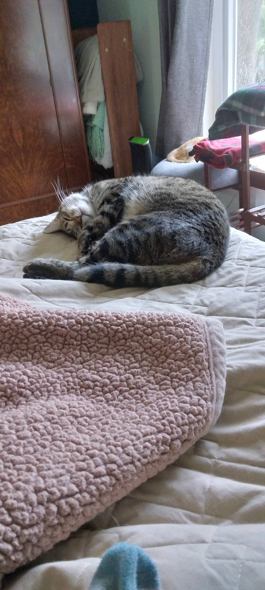 Meep is registered to the contest to win money with this photo: bed_sheet, bedding, carnivore, cat, comfort, domestic_short_haired_cat, felidae, flooring, fur, grey, linens, nap, room, small_to_medium_sized_cats, tail, whiskers, wood, wool, woolen, woven_fabric