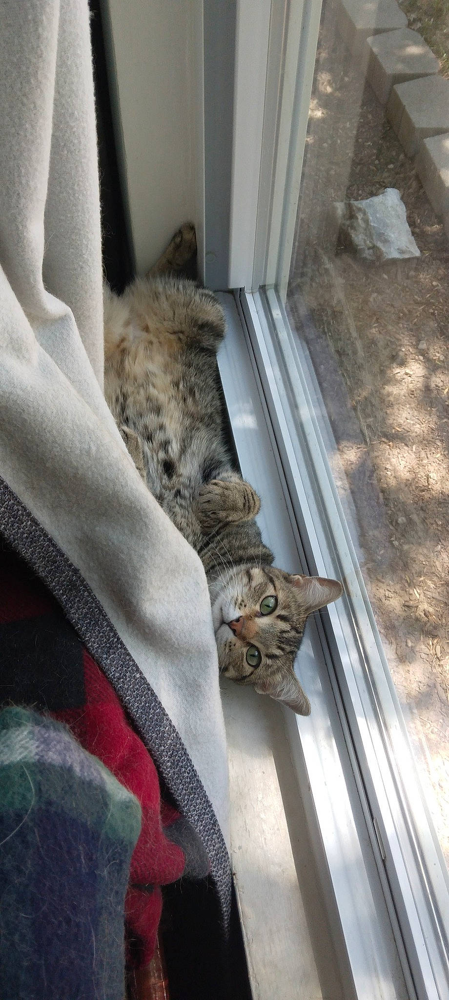 Meep joined the competition — help win amazing prizes! carnivore, cat, comfort, couch, domestic_short_haired_cat, door, fawn, felidae, flooring, fur, grey, linens, pattern, small_to_medium_sized_cats, sporting_group, tail, tree, whiskers, window, wood