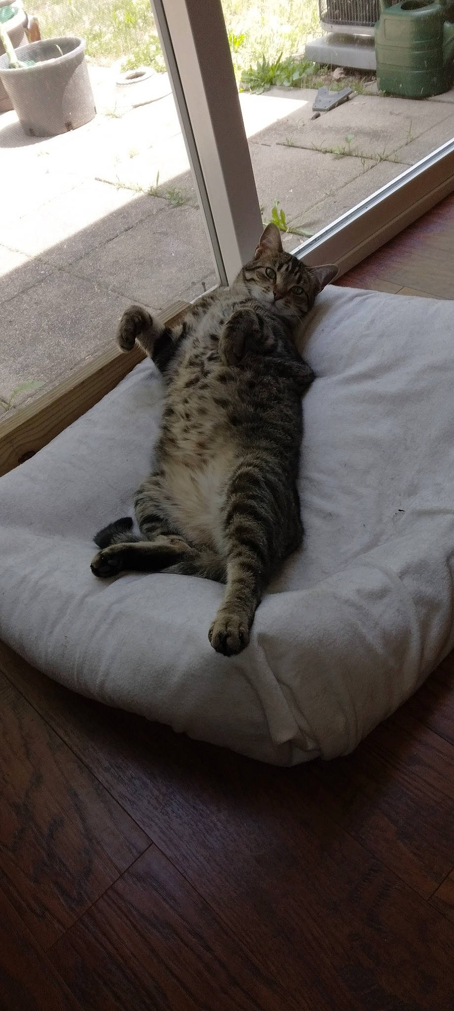 Meep joined the competition — help win amazing prizes! bed, canidae, carnivore, cat, comfort, dog_breed, domestic_short_haired_cat, felidae, flooring, fur, grey, hardwood, paw, small_to_medium_sized_cats, snout, sporting_group, tail, terrestrial_animal, whiskers, wood