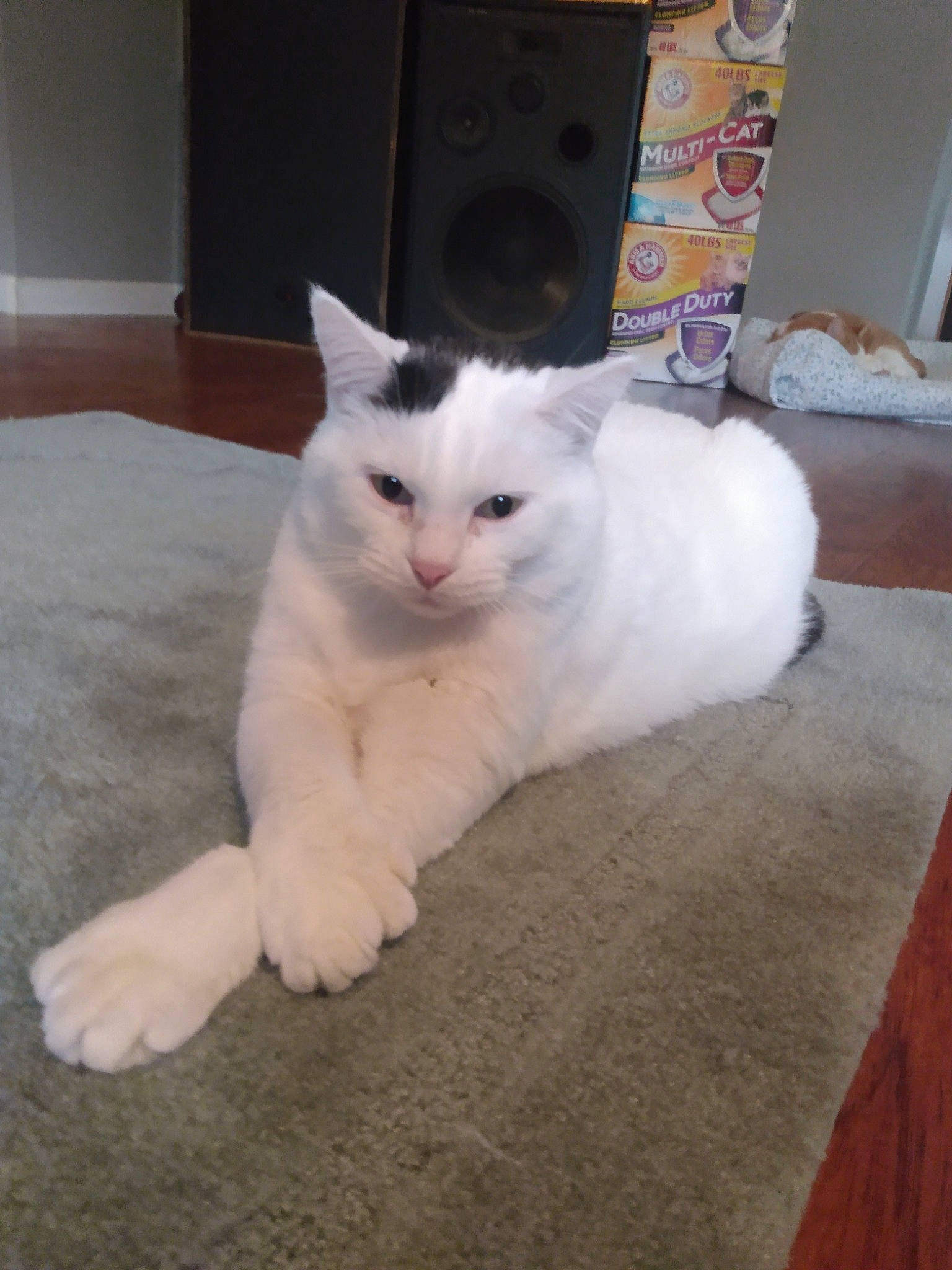 Marley is registered to the contest to win money with this photo: box, carnivore, cat, claw, comfort, composite_material, domestic_short_haired_cat, fawn, felidae, flooring, fur, hardwood, paw, small_to_medium_sized_cats, snout, tail, terrestrial_animal, whiskers, wood