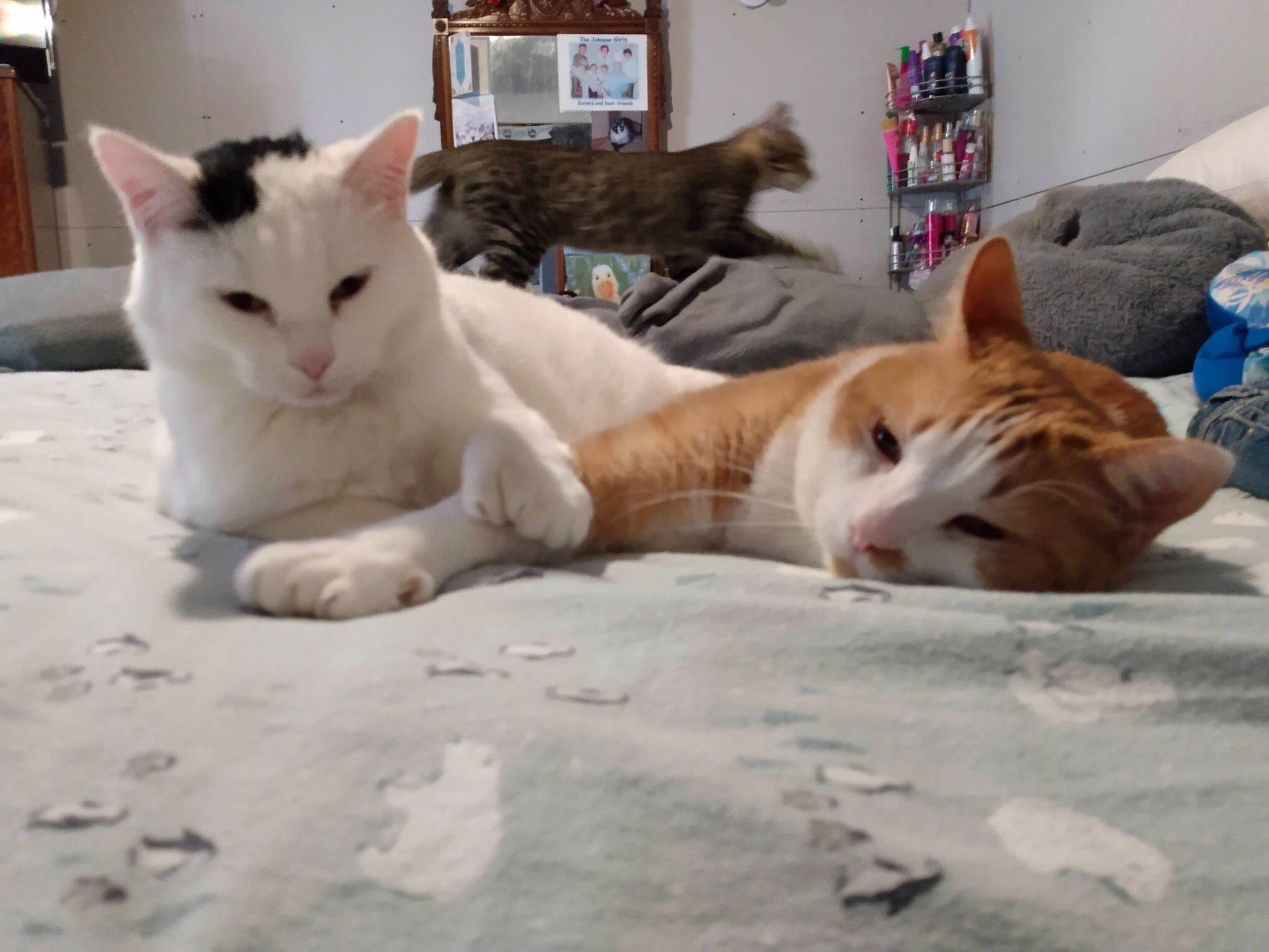 Marley is registered to the contest to win money with this photo: bedding, carnivore, cat, cat_supply, claw, comfort, domestic_short_haired_cat, felidae, fur, linens, nap, paw, room, small_to_medium_sized_cats, snout, tail, whiskers, wood