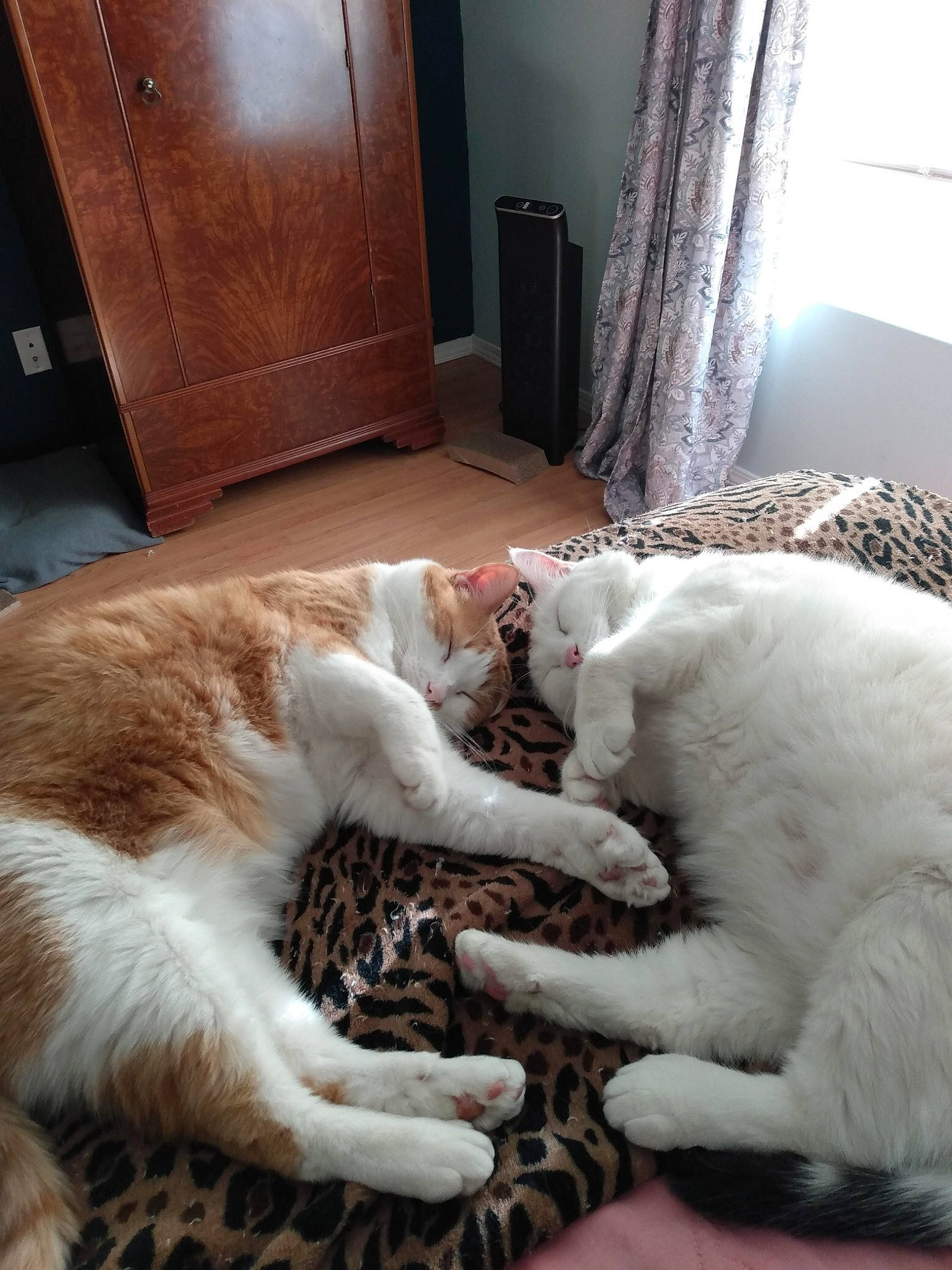 Marley joined the competition — help win amazing prizes! cabinetry, carnivore, cat, comfort, companion_dog, curtain, domestic_short_haired_cat, fawn, felidae, flooring, fur, hardwood, linens, paw, room, small_to_medium_sized_cats, snout, tail, whiskers, wood