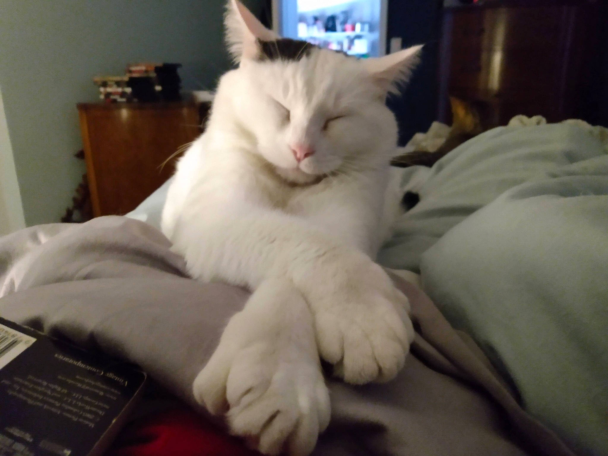 Marley joined the competition — help win amazing prizes! carnivore, cat, comfort, domestic_short_haired_cat, eye, fang, felidae, fur, jaw, linens, nap, paw, sitting, sleep, small_to_medium_sized_cats, snout, tail, whiskers