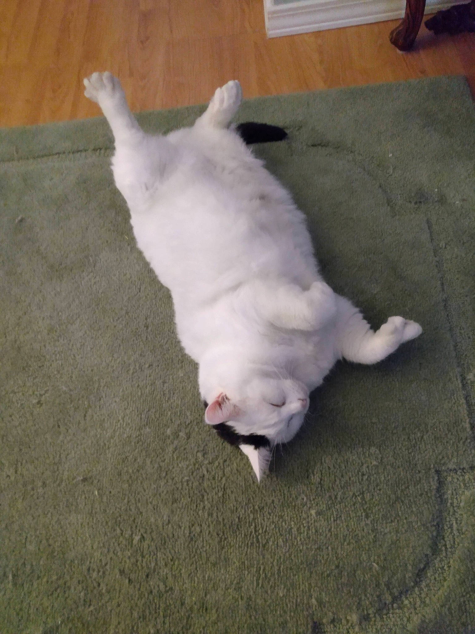 Marley is registered to the contest to win money with this photo: carnivore, cat, comfort, companion_dog, dog_breed, domestic_short_haired_cat, felidae, floor, flooring, foot, fur, hardwood, non_sporting_group, paw, small_to_medium_sized_cats, tail, terrestrial_animal, whiskers, wood