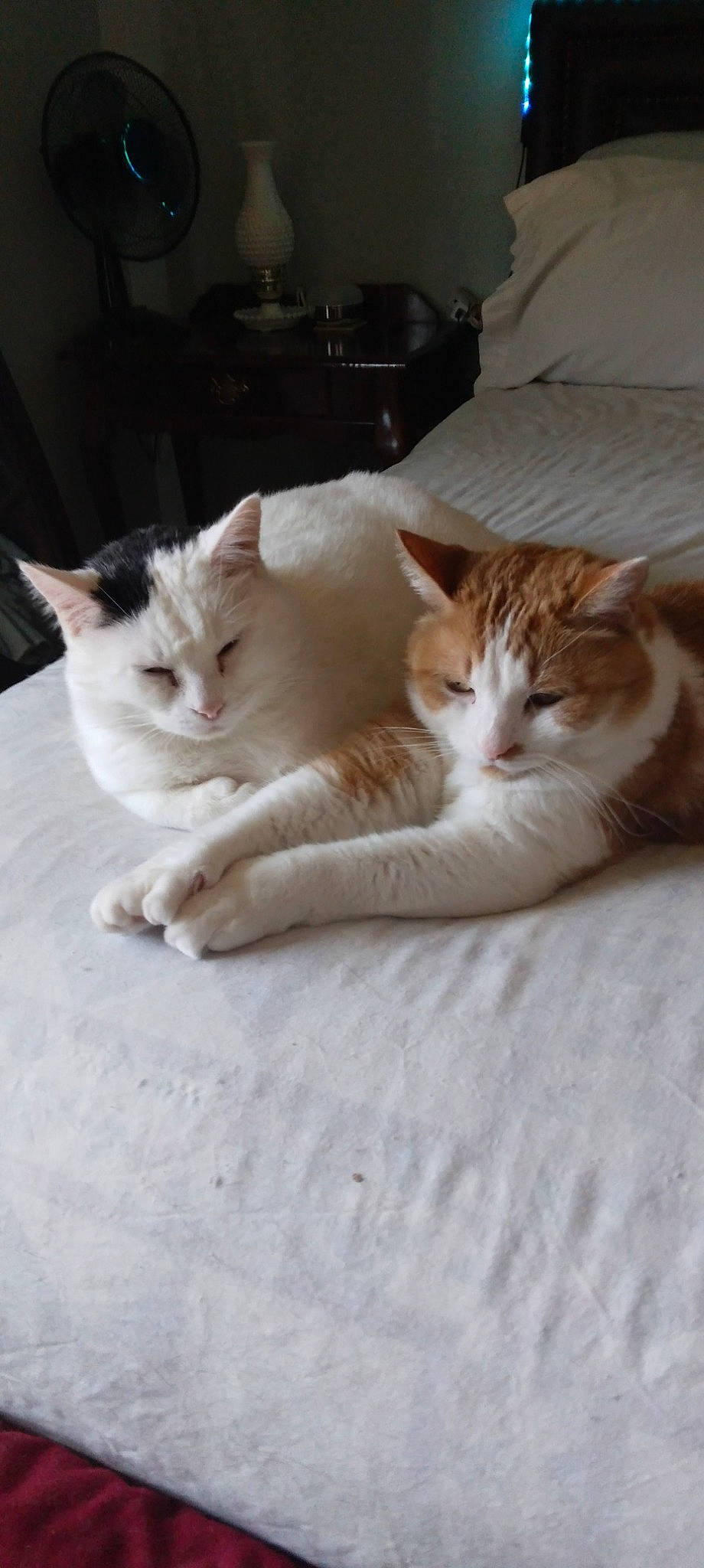 Charley joined the competition — help win amazing prizes! bedding, carnivore, cat, comfort, domestic_short_haired_cat, fawn, felidae, flooring, fur, hardwood, linens, nap, paw, sitting, small_to_medium_sized_cats, snout, tail, vertebrate, whiskers, wood