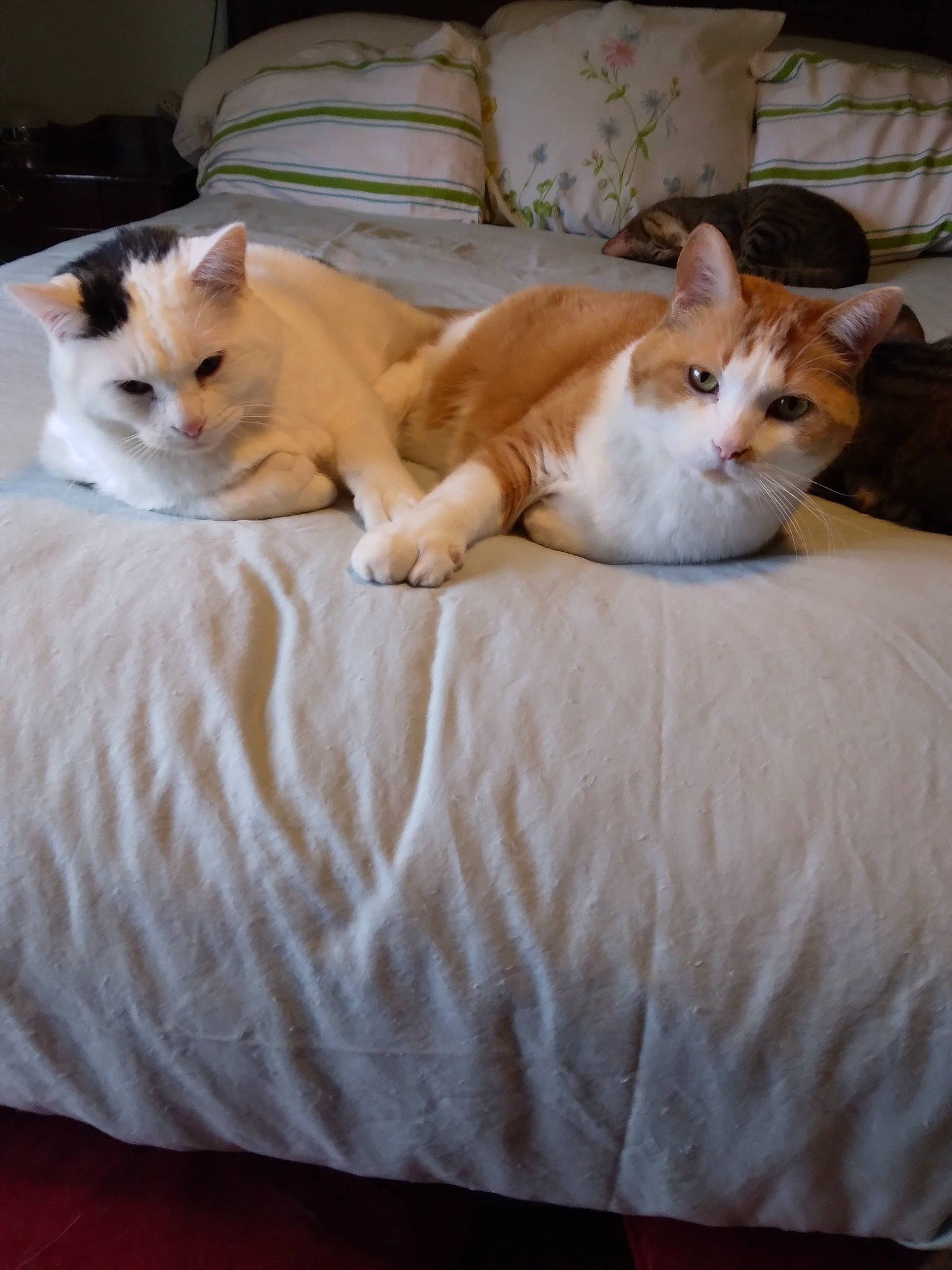 Charley is registered to the contest to win money with this photo: bed, bed_sheet, bedding, carnivore, cat, comfort, couch, domestic_short_haired_cat, felidae, fur, hardwood, linens, mammal, room, small_to_medium_sized_cats, tail, vertebrate, whiskers, white, wood