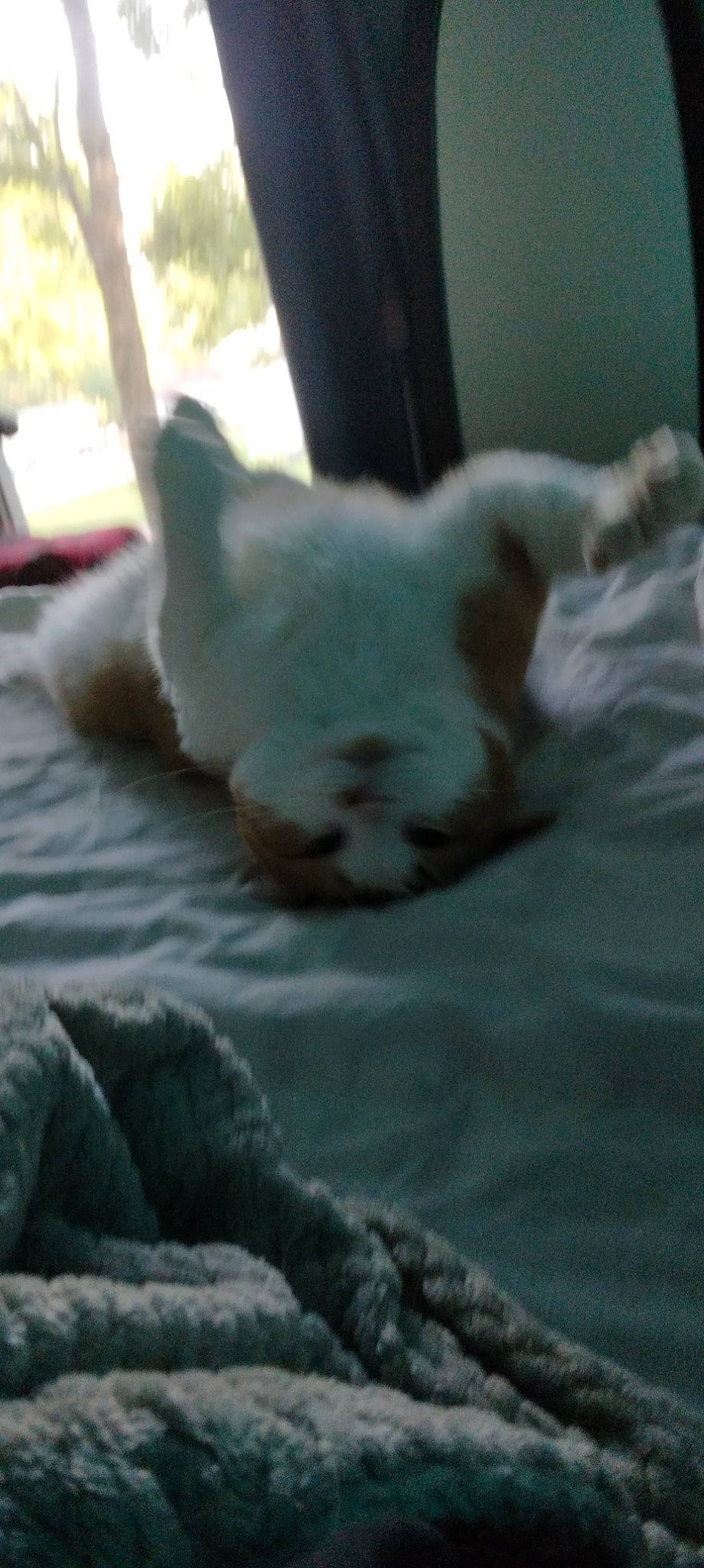 Charley is registered to the contest to win money with this photo: bed, bedding, carnivore, cat, claw, comfort, dog_breed, domestic_short_haired_cat, eye, fawn, felidae, fur, gesture, linens, nap, paw, small_to_medium_sized_cats, snout, tail, whiskers