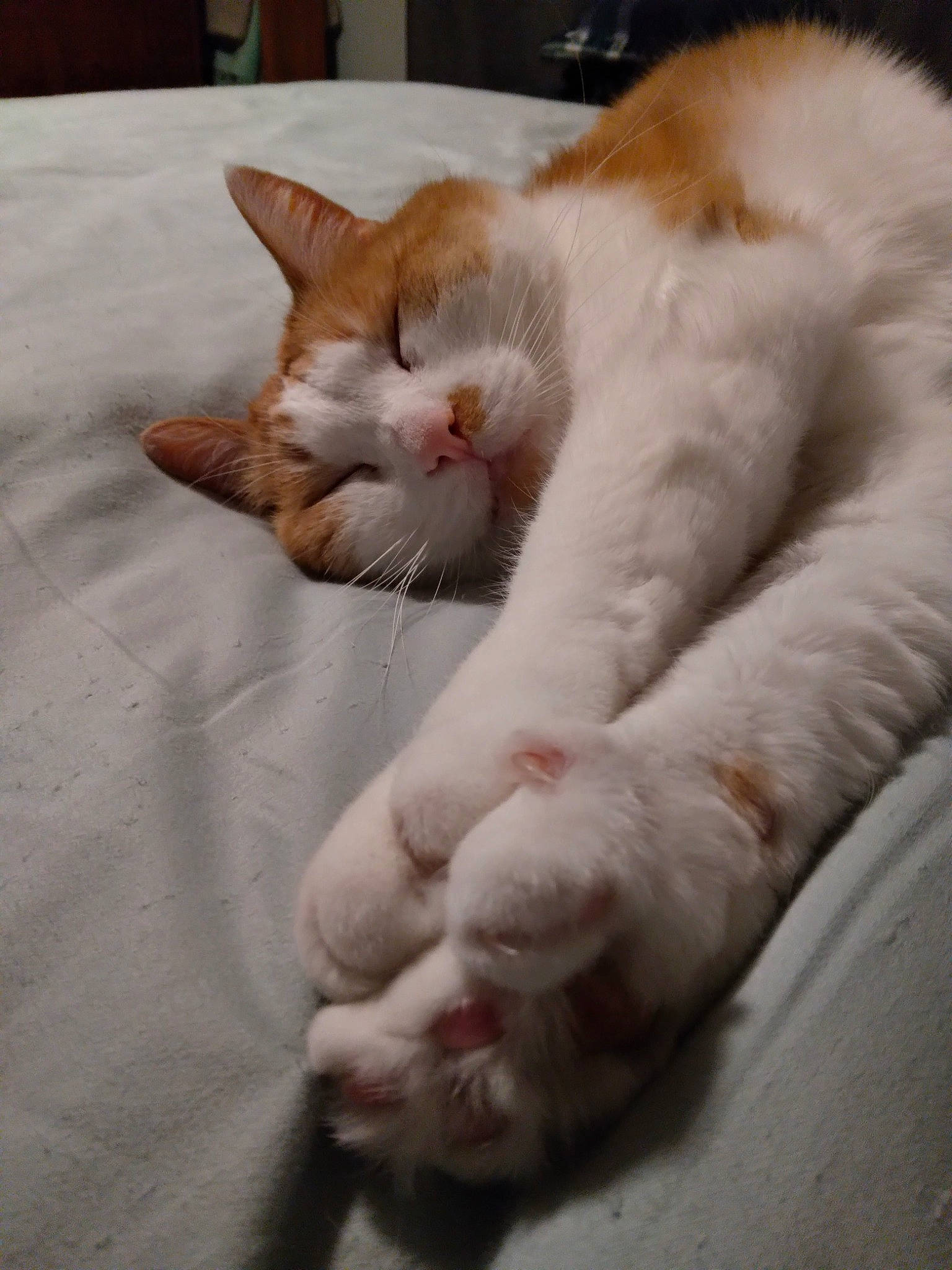 Charley joined the competition — help win amazing prizes! carnivore, cat, claw, comfort, domestic_short_haired_cat, fawn, felidae, foot, fur, human_leg, mammal, nap, paw, sitting, sleep, small_to_medium_sized_cats, snout, tail, whiskers