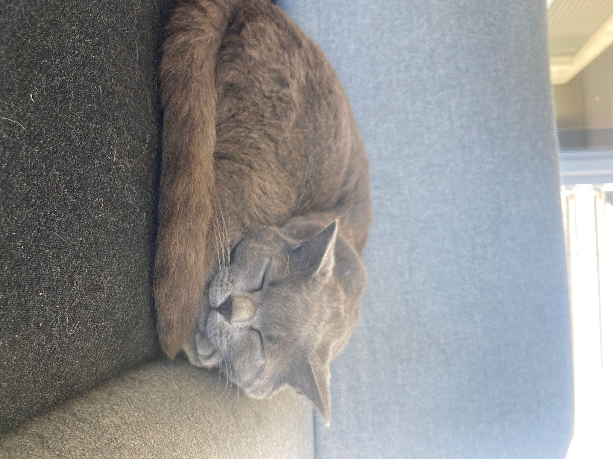 Octave participe au concours pour gagner de l'argent avec cette photo : carnivore, cat, domestic_short_haired_cat, fawn, felidae, fur, grey, russian_blue, sculpture, small_to_medium_sized_cats, snout, statue, tail, terrestrial_animal, whiskers, wildlife, wood