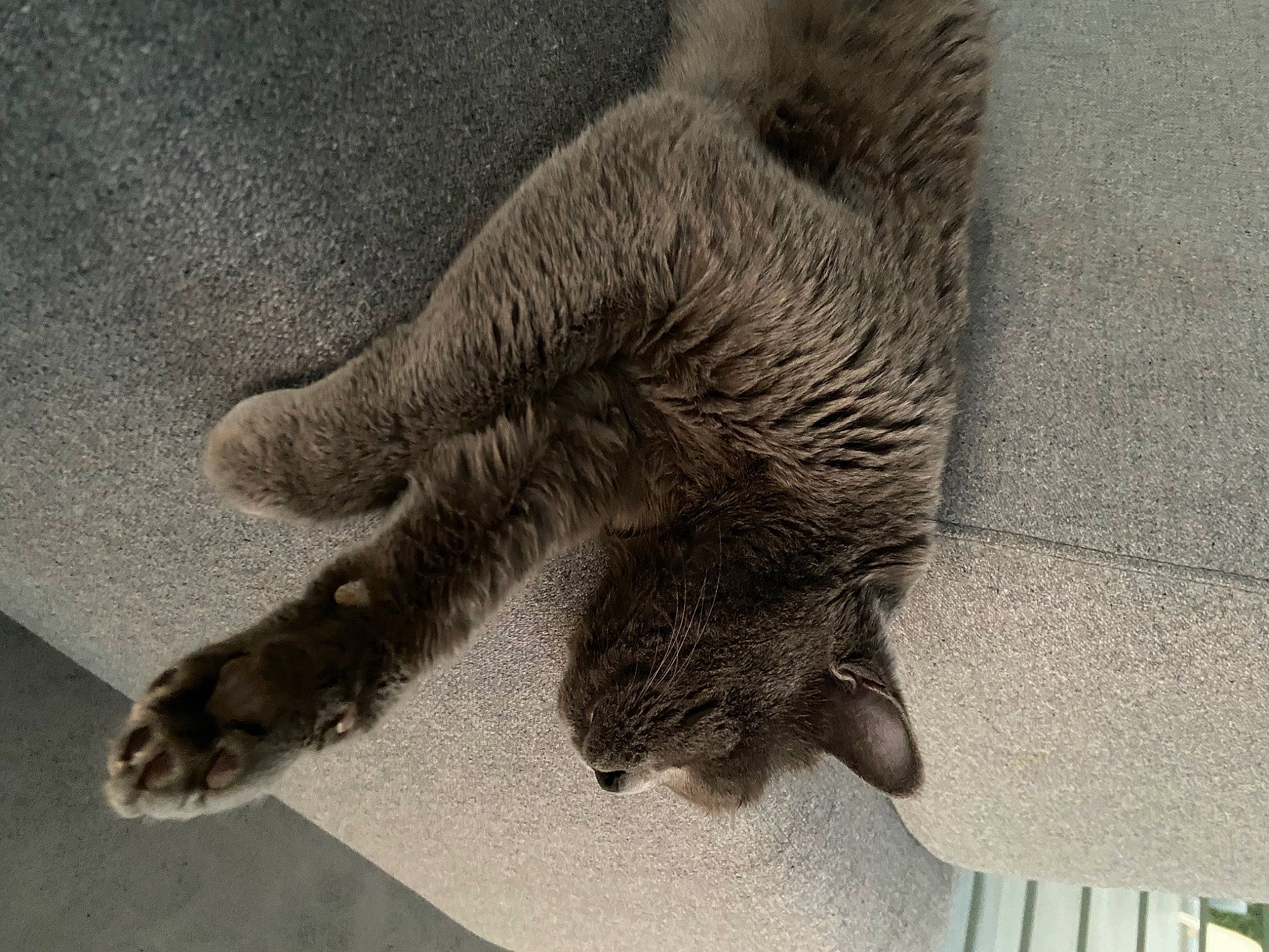 Octave a rejoint le concours — aidez-le/la à gagner de superbes lots ! canidae, carnivore, cat, claw, dog_breed, domestic_short_haired_cat, fawn, felidae, foot, fur, gesture, grey, human_leg, paw, small_to_medium_sized_cats, snout, tail, terrestrial_animal, toe, whiskers