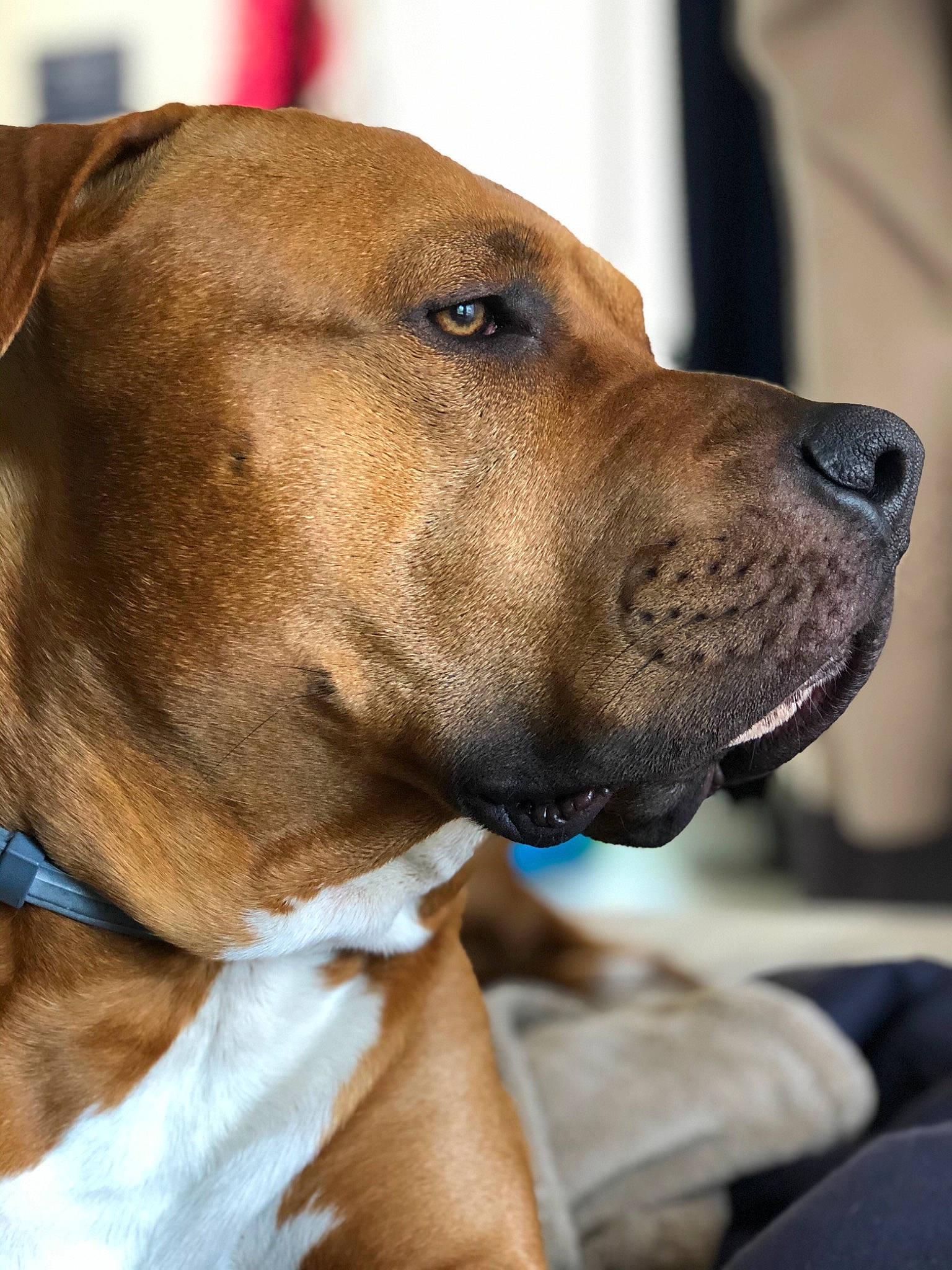 Oslo participe au concours pour gagner de l'argent avec cette photo : alano_espanol, boerboel, broholmer, canidae, carnivore, dog, dog_breed, fawn, fila_brasileiro, mammal, molosser, non_sporting_group, rare_breed_dog, rhodesian_ridgeback, snout, tosa, vertebrate, whiskers