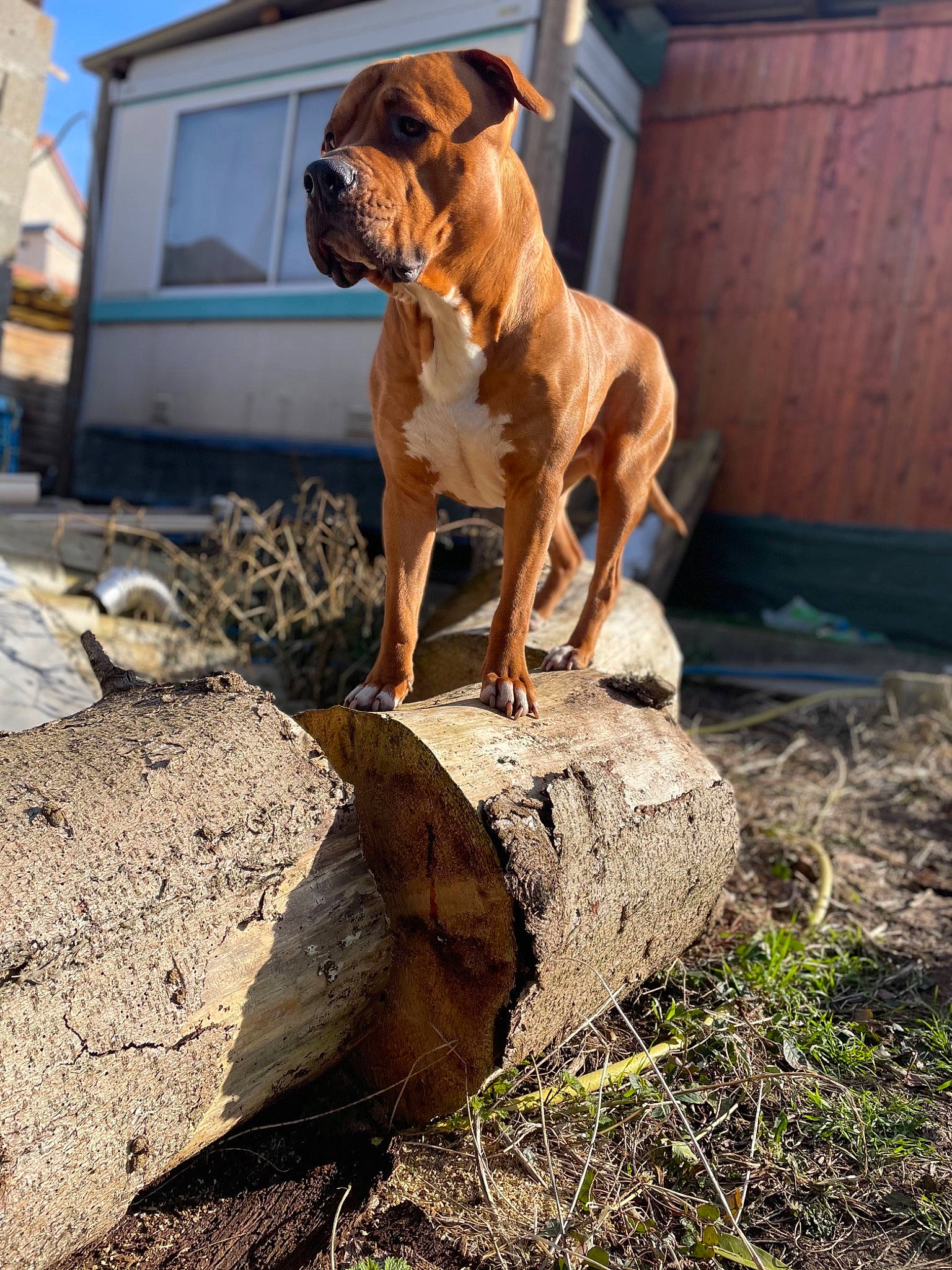 Oslo participe au concours pour gagner de l'argent avec cette photo : boxer, building, bulldog, canidae, carnivore, companion_dog, dog, dog_breed, fawn, grass, landscape, liver, molosser, sky, soil, sporting_group, tail, window, wood, working_animal