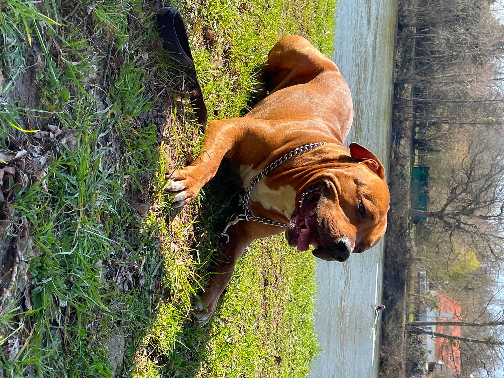 Oslo a rejoint le concours — aidez-le/la à gagner de superbes lots ! barechested, carnivore, companion_dog, dog, dog_breed, fawn, fun, grass, happy, human_leg, leisure, people_in_nature, plant, recreation, snout, sporting_group, tail, tree, water, working_animal