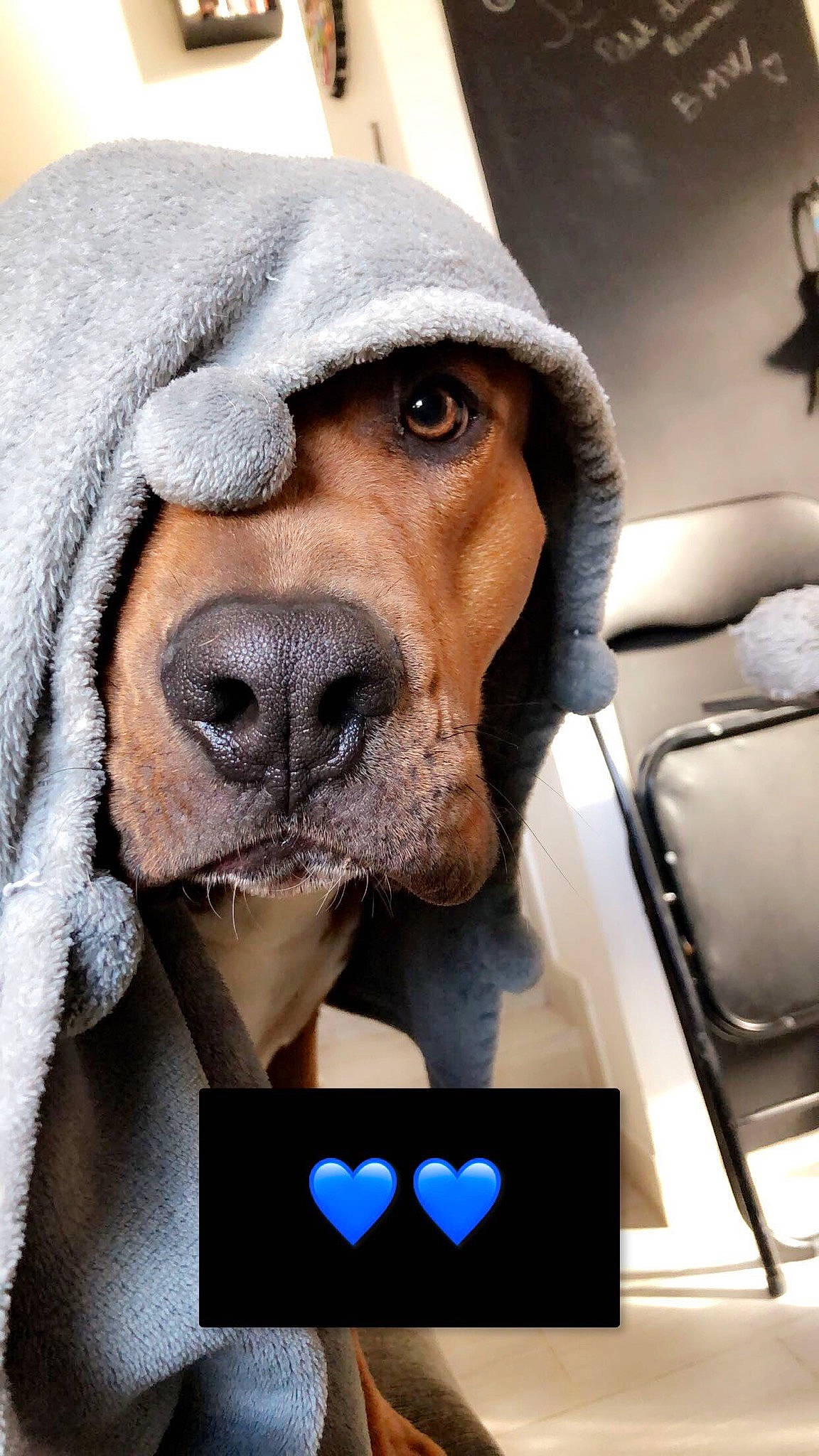 Oslo a rejoint le concours — aidez-le/la à gagner de superbes lots ! bloodhound, canidae, carnivore, companion_dog, dog, dog_breed, hound, mammal, nose, photo_caption, puppy_love, snout, vertebrate, whiskers