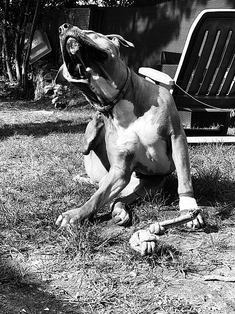 Oslo a rejoint le concours — aidez-le/la à gagner de superbes lots ! american_bulldog, american_staffordshire_terrier, black_and_white, boxer, bull_and_terrier, bully_kutta, canidae, carnivore, dog, dog_breed, fawn, monochrome, non_sporting_group, olde_english_bulldogge, snout, sporting_group