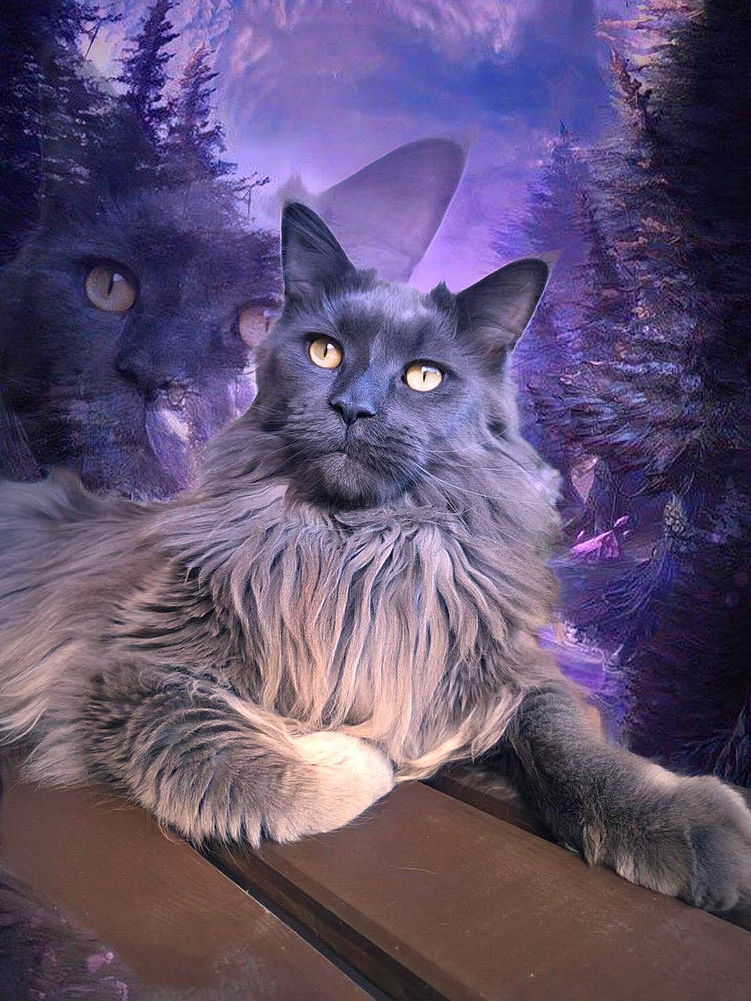 Norbert participe au concours pour gagner de l'argent avec cette photo : carnivore, cat, darkness, electric_blue, event, fawn, felidae, fur, grey, illustration, midnight, nature, plant, purple, small_to_medium_sized_cats, snout, tail, terrestrial_animal, tree, whiskers