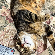 Little Mama joined the competition — help win amazing prizes! cat, tabby, lying_down, upside_down, couch, floral_pattern, remote_control, pet, whiskers, paw, fur, indoor, relaxed, cute, animal, domestic, tabby_cat, yellow_eyes, pink_nose, playful