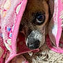 dog, small_dog, blanket, pink_blanket, peeking, close_up, fur, cute, pet, animal, snuggling, cozy, resting, indoor, soft_texture, nose, eye, paw, carpet, shy