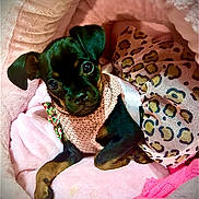 Penelope Dior joined the competition — help win amazing prizes! animal, bed, clothing, cozy, cute, dog, ears, eyes, fur, indoors, knitted, leopard_print, paw, pet, pink, portrait, puppy, resting, small, soft