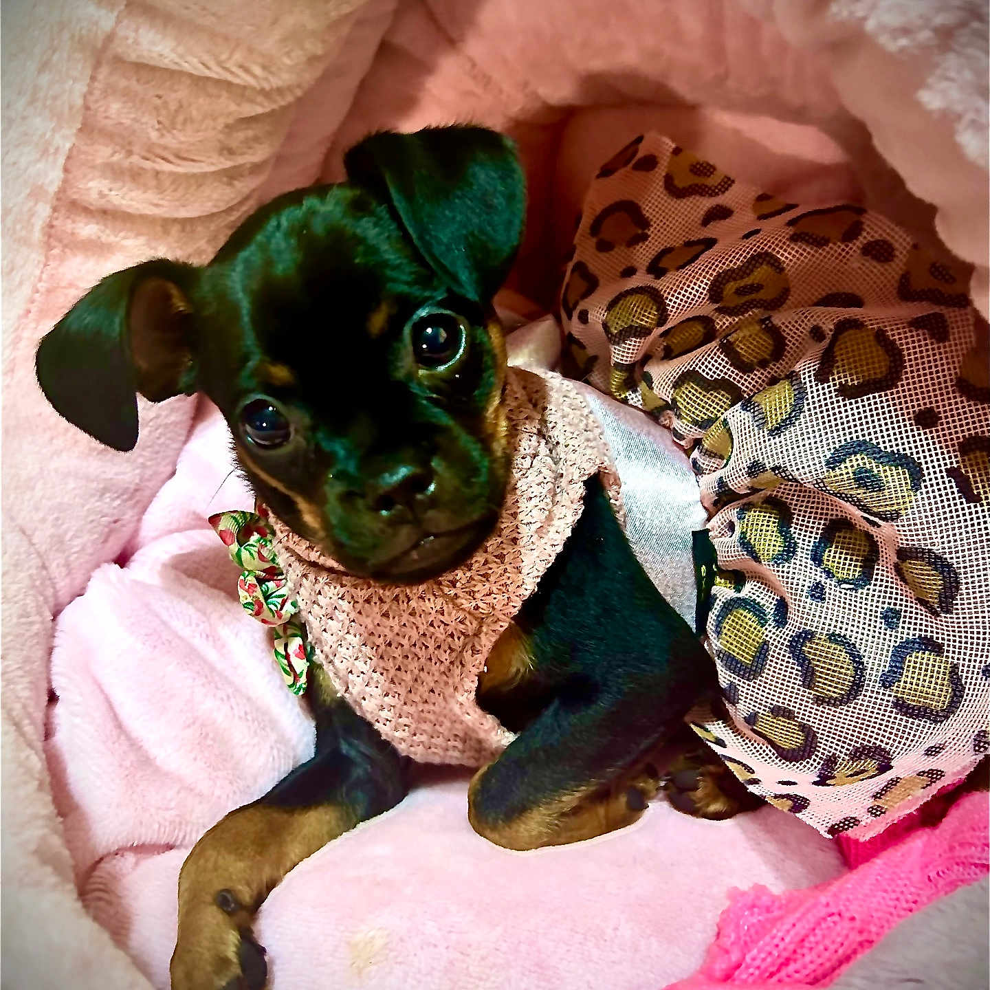 Penelope Dior joined the competition — help win amazing prizes! animal, bed, clothing, cozy, cute, dog, ears, eyes, fur, indoors, knitted, leopard_print, paw, pet, pink, portrait, puppy, resting, small, soft