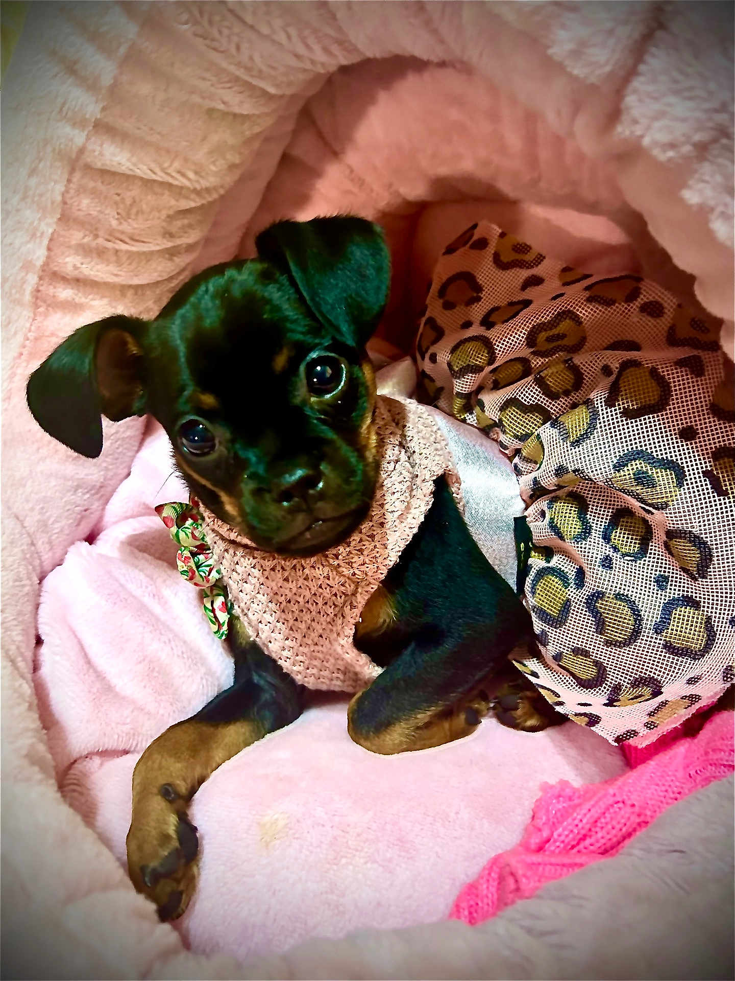 Penelope Dior joined the competition — help win amazing prizes! animal, bed, clothing, cozy, cute, dog, ears, eyes, fur, indoors, knitted, leopard_print, paw, pet, pink, portrait, puppy, resting, small, soft