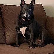 Olive joined the competition — help win amazing prizes! alert, animal, black_dog, brown_couch, calm, canine, companion, couch, cozy, dog, domestic_animal, ears_up, furniture, home, indoor, looking_at_camera, pet, portrait, sitting, white_patch