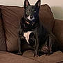 alert, animal, black_dog, brown_couch, calm, canine, companion, couch, cozy, dog, domestic_animal, ears_up, furniture, home, indoor, looking_at_camera, pet, portrait, sitting, white_patch