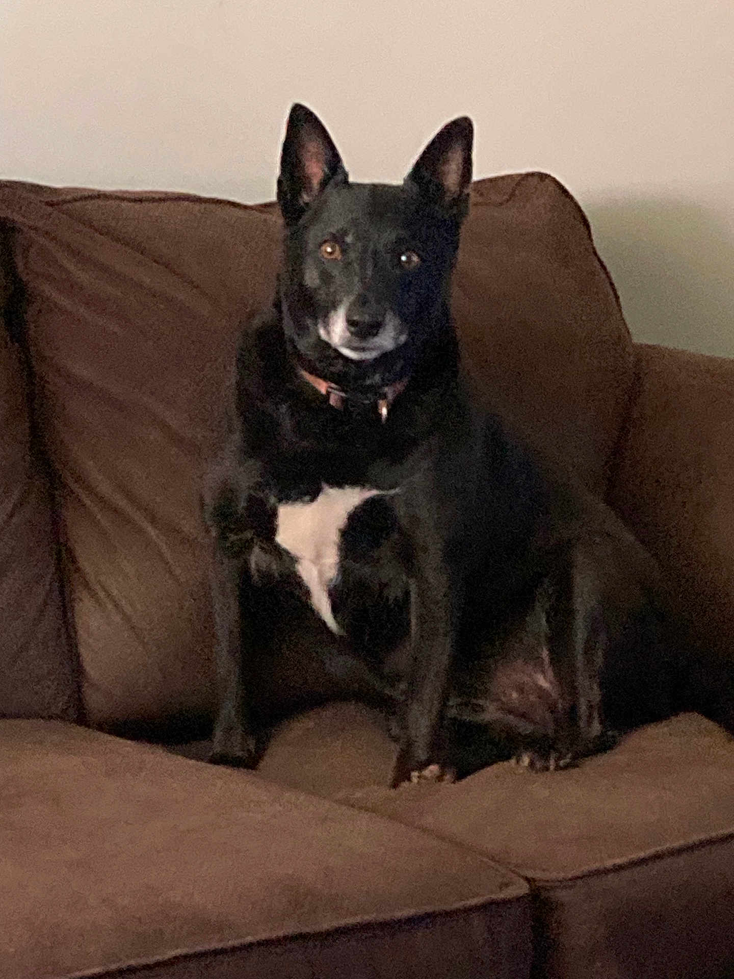 Olive