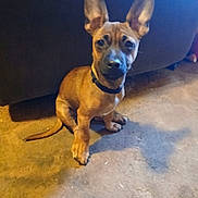 Cocoa is registered to the contest to win money with this photo: dog, puppy, brown_dog, large_ears, sitting, carpet, indoor, pet, animal, curious, shadow, floor, collar, furniture, cute, young_dog, canine, domestic_animal, attention, ears_up