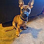 dog, puppy, brown_dog, large_ears, sitting, carpet, indoor, pet, animal, curious, shadow, floor, collar, furniture, cute, young_dog, canine, domestic_animal, attention, ears_up