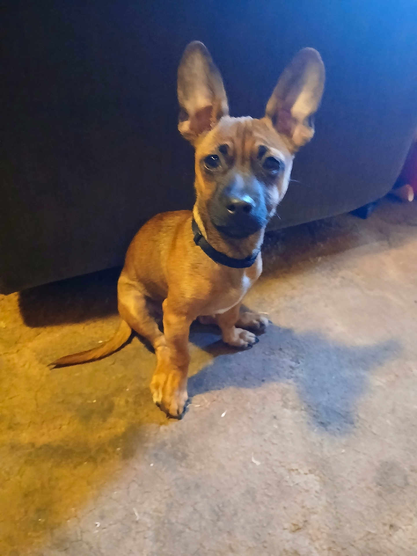 Cocoa
