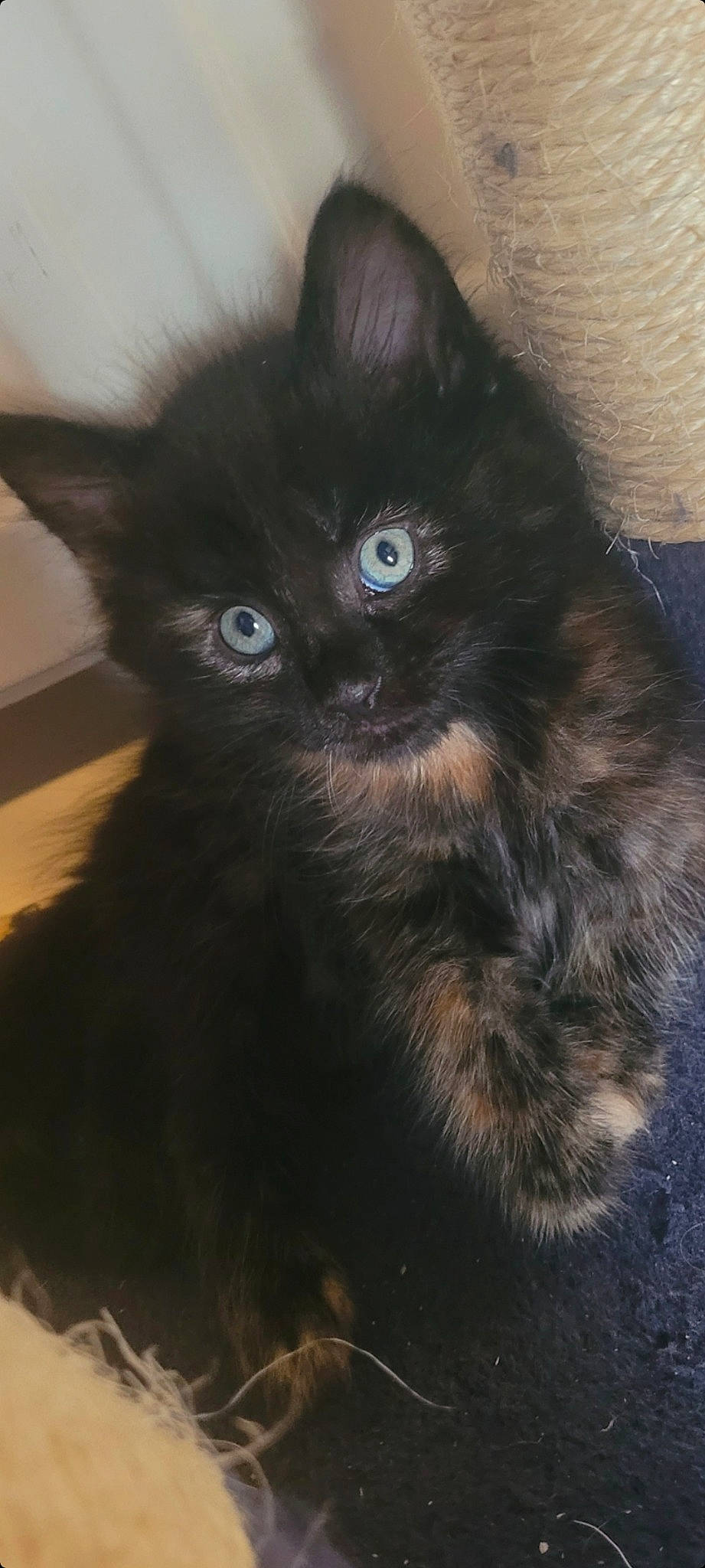 Cookie joined the competition — help win amazing prizes! black_cat, bombay, carnivore, cat, claw, domestic_short_haired_cat, eye, felidae, fur, paw, small_to_medium_sized_cats, snout, tail, terrestrial_animal, whiskers, window