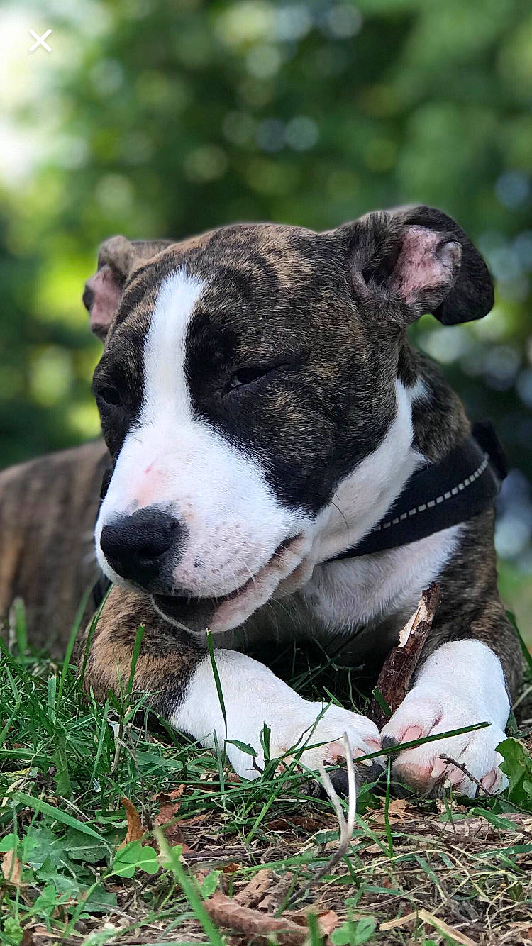 Simba a rejoint le concours — aidez-le/la à gagner de superbes lots ! american_pit_bull_terrier, american_staffordshire_terrier, canidae, carnivore, dog, dog_breed, fawn, grass, mammal, non_sporting_group, pit_bull, snout, terrier, vertebrate