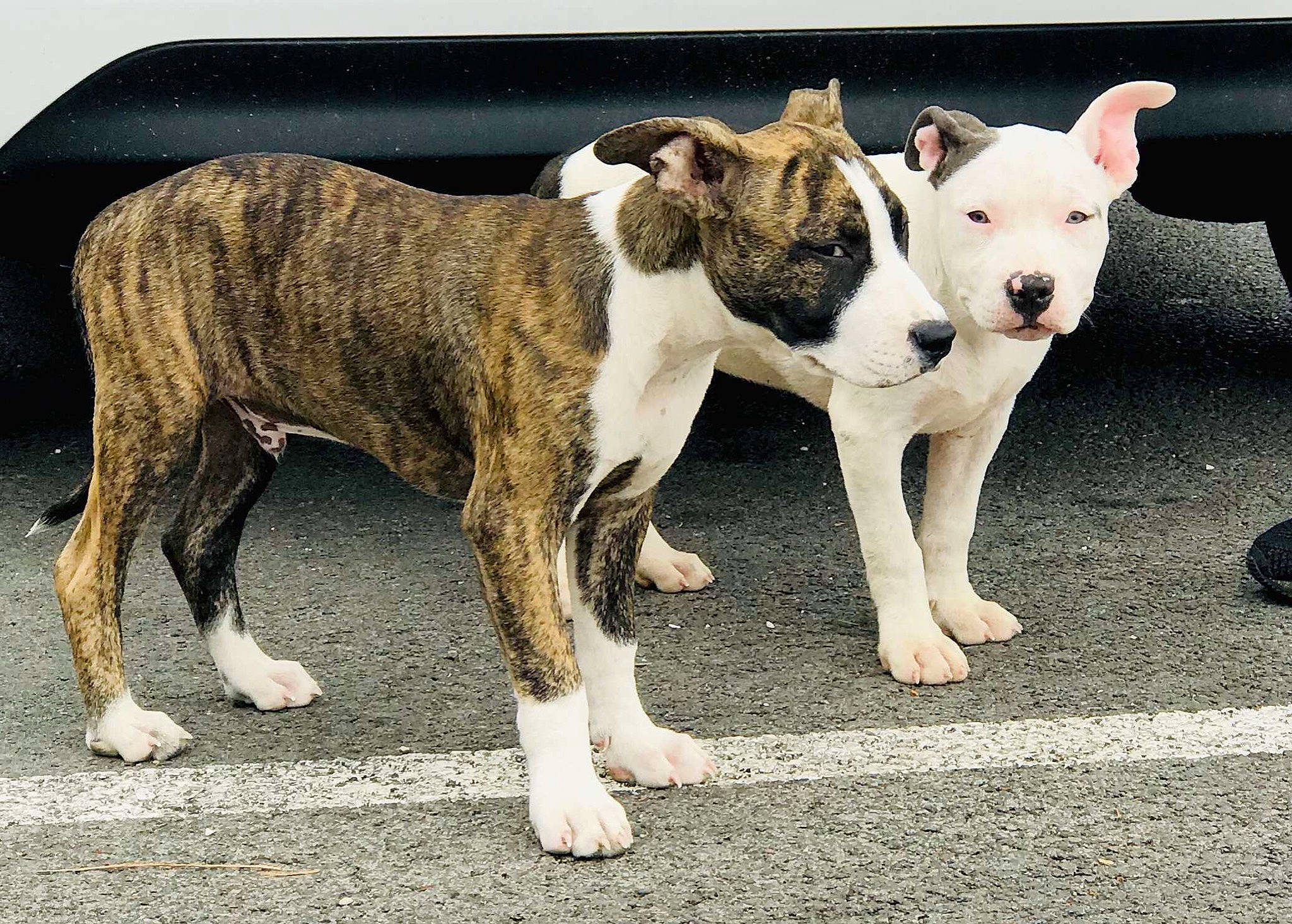 Simba a rejoint le concours — aidez-le/la à gagner de superbes lots ! american_bulldog, american_staffordshire_terrier, bull_and_terrier, bull_terrier, bull_terrier_miniature, bulldog, canidae, carnivore, companion_dog, dog, dog_breed, fawn, mammal, non_sporting_group, old_english_terrier, rare_breed_dog, snout, sporting_group, staffordshire_bull_terrier, vertebrate