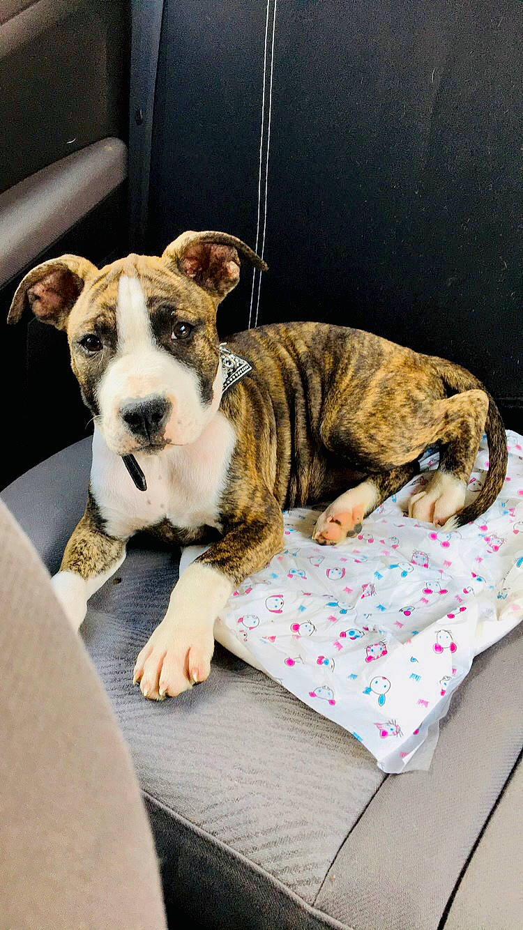 Simba participe au concours pour gagner de l'argent avec cette photo : american_bulldog, american_staffordshire_terrier, australian_bulldog, bulldog, canidae, carnivore, companion_dog, dog, dog_breed, fawn, mammal, non_sporting_group, old_english_bulldog, olde_english_bulldogge, paw, puppy, rare_breed_dog, snout, toy_bulldog, valley_bulldog