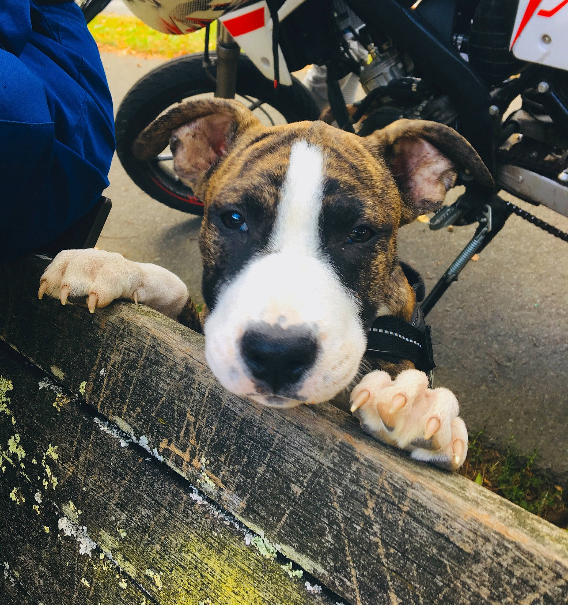 Simba participe au concours pour gagner de l'argent avec cette photo : american_staffordshire_terrier, bull_and_terrier, bull_terrier, bull_terrier_miniature, bulldog, canidae, carnivore, companion_dog, dog, dog_breed, fawn, mammal, non_sporting_group, nose, old_english_terrier, puppy, snout, terrier, vertebrate