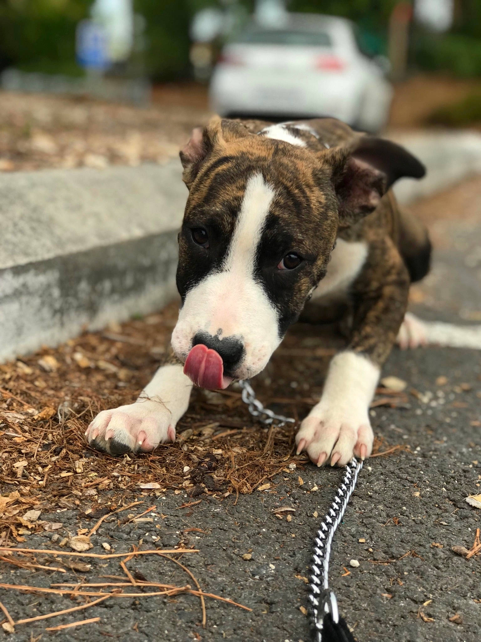 Simba participe au concours pour gagner de l'argent avec cette photo : american_pit_bull_terrier, american_staffordshire_terrier, bull_and_terrier, bull_terrier, bull_terrier_miniature, bulldog, canidae, carnivore, dog, dog_breed, fawn, mammal, non_sporting_group, old_english_terrier, pit_bull, snout, terrier, vertebrate