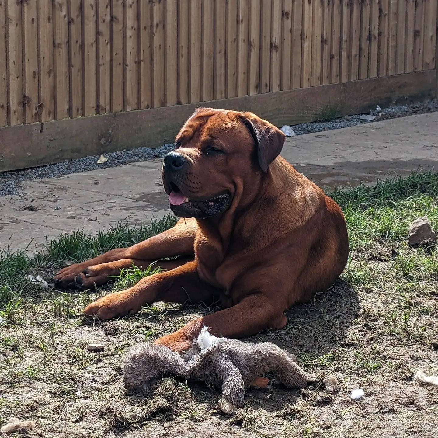 Apollo joined the competition — help win amazing prizes! canidae, carnivore, companion_dog, dog, dog_breed, fawn, fence, grass, liver, molosser, paw, road_surface, shar_pei, snout, soil, sporting_group, tail, terrestrial_animal, wood, working_animal