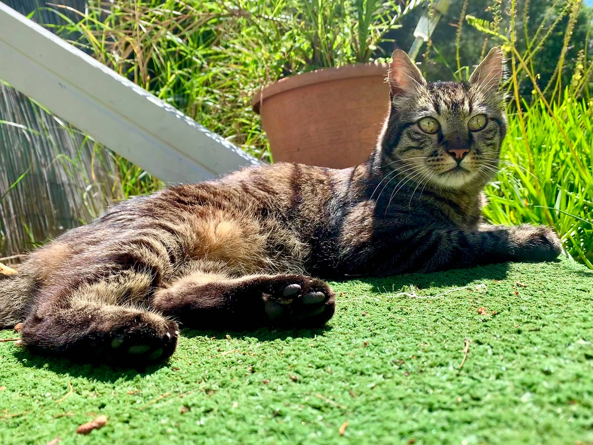 Babou participe au concours pour gagner de l'argent avec cette photo : carnivore, cat, claw, domestic_short_haired_cat, felidae, fence, fur, grass, groundcover, paw, plant, shrub, sitting, small_to_medium_sized_cats, snout, tail, terrestrial_animal, tree, whiskers, wildlife