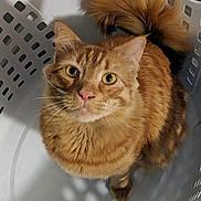 Simba joined the competition — help win amazing prizes! cat, orange_tabby, laundry_basket, pet, indoor, curious, animal, feline, whiskers, ears, tail, fur, looking_up, shadow, pattern, container, domestic, cute, small, household