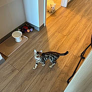 Amira is registered to the contest to win money with this photo: animal, cat, corner, curious, domestic, door_frame, doorway, feline, flooring, home_interior, indoor, light, looking_up, pet, pet_toys, shadow, tabby_cat, water_bowl, white_cat, wooden_floor