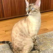 Bella a rejoint le concours — aidez-le/la à gagner de superbes lots ! cat, blue_eyes, indoor, wood_floor, rug, sitting, feline, striped, domestic_cat, pet, animal, looking_away, cozy, wood_paneling, soft_light, mammal, whiskers, tail, alert, beautiful