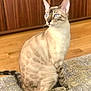 cat, blue_eyes, indoor, wood_floor, rug, sitting, feline, striped, domestic_cat, pet, animal, looking_away, cozy, wood_paneling, soft_light, mammal, whiskers, tail, alert, beautiful